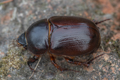 Phyllognathus excavatus