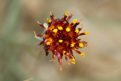 Thelesperma ambiguum