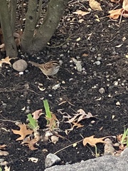 Zonotrichia albicollis