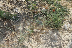 Thelesperma ambiguum