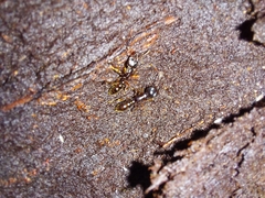 Amblyopone australis