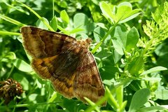 Euclidia glyphica