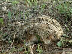 Lepus granatensis