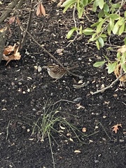 Zonotrichia albicollis