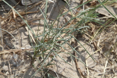 Thelesperma ambiguum