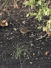 Zonotrichia albicollis