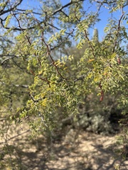 Vachellia constricta