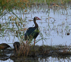 Plectropterus gambensis