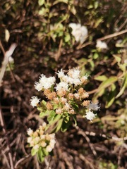 Stevia serrata