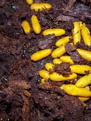 Amblyopone australis