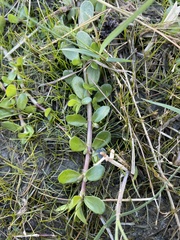 Bacopa monnieri