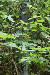 Tithonia diversifolia