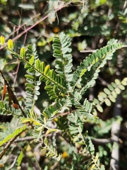 Eysenhardtia polystachya