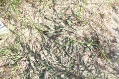 Asclepias prostrata