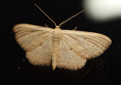 Scopula hypochra