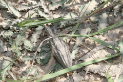 Asclepias prostrata