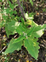 Montanoa tomentosa