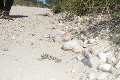 Asclepias prostrata