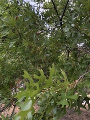 Quercus shumardii