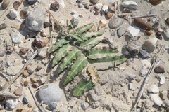 Asclepias prostrata