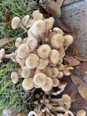 Desarmillaria