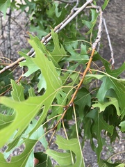 Quercus shumardii