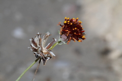 Thelesperma ambiguum