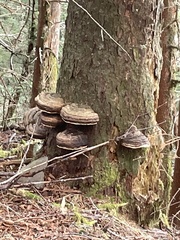 Fomitopsis ochracea