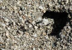 Veromessor pergandei