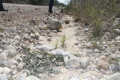 Asclepias prostrata