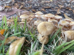 Desarmillaria