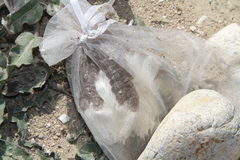Asclepias prostrata