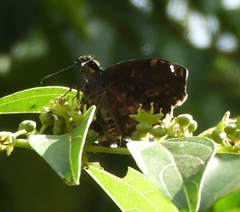 Pyrginae