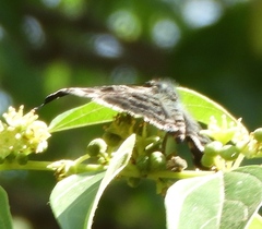 Pyrginae