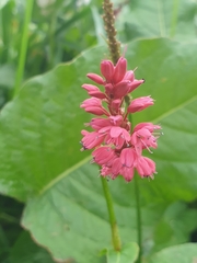 Bistorta amplexicaulis