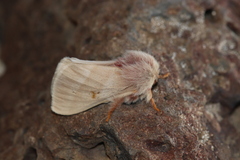 Hemileuca oliviae