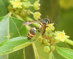 Myrapetra