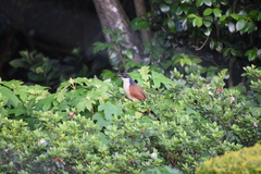 Centropus superciliosus burchellii