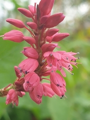 Bistorta amplexicaulis