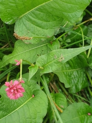 Bistorta amplexicaulis