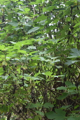 Tithonia diversifolia