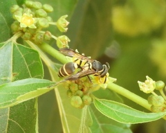 Myrapetra