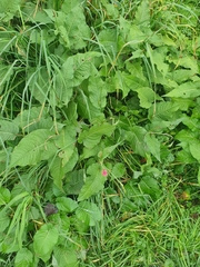 Bistorta amplexicaulis