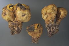 Scleroderma flavidum