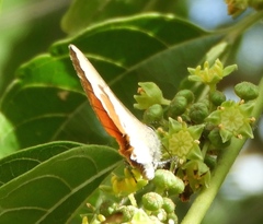 Electrostrymon hugon