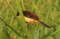 Donacobius atricapilla