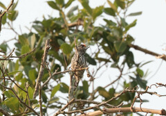 Picumnus albosquamatus