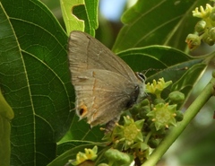 Electrostrymon hugon