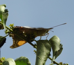 Doxocopa laure laure