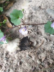Cymbalaria muralis